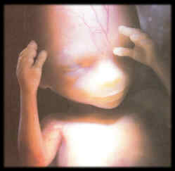fetus15weekface