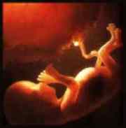 fetus15weekthumbsucking